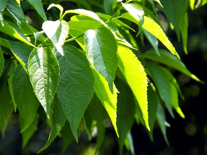 32 quality checkpoints of Eucommia extract: How we protect every drop of natural essence