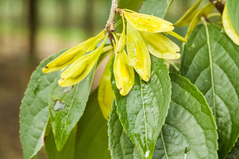 Eucommia extract: Let food preservation return to nature