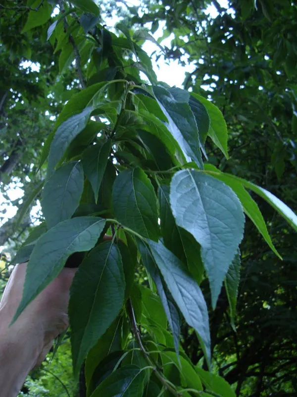 Scientific selection of harvesting time for Eucommia ulmoides: detailed explanation of the differences in composition between spring and autumn leaves