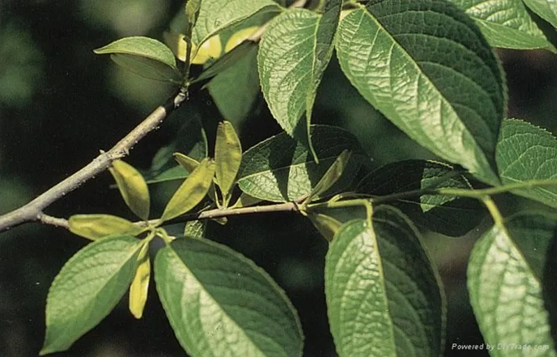 The secret to increasing the efficiency of collecting Eucommia leaves by 300%: the leap from manual to mechanical