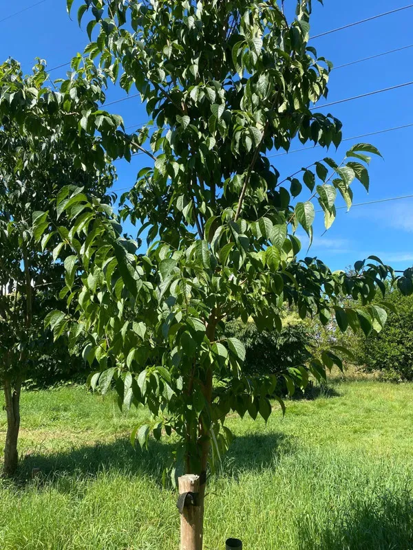 Analysis of the quality differences of Eucommia ulmoides of different tree ages