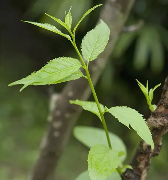 Four-step pretreatment of fresh Eucommia leaves