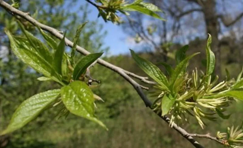 How does direct supply from the origin of Eucommia ensure the freshness of raw materials?