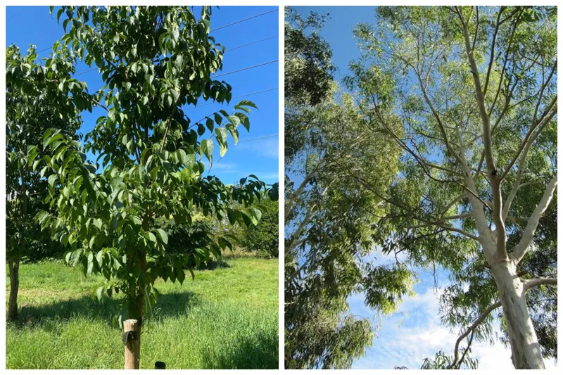 Ten-year technological breakthrough in organic cultivation of Eucommia ulmoides with zero chemical pesticides