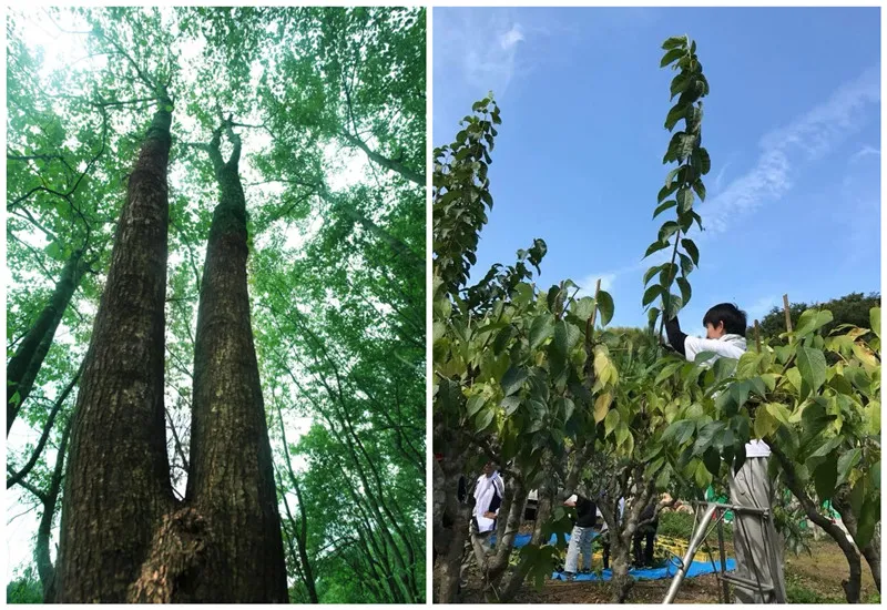 Sustainable Practice of Eucommia Forest Economy