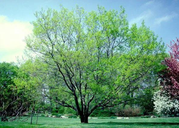 Eucommia Forest Economy